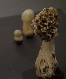 Pilz1